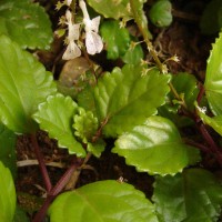 Plectranthus verticillatus (L.f.) Druce